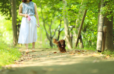 新緑とダックスフンド