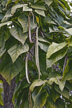 Northern catalpa (Catalpa speciosa). Known as Hardy catalpa, Western catalpa, Cigar tree, Bois chavanon and Catawba-tree also.