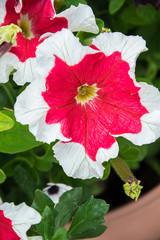 Petunia red with white garden