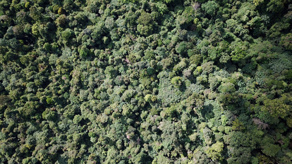 Aerial photo rainforest landscape