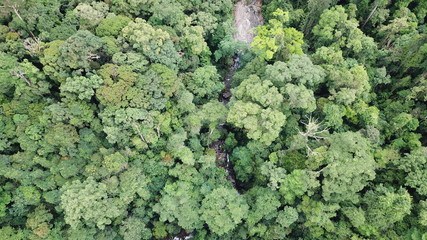 Rainforest and river aerial photo