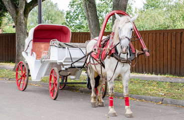 Fototapeta na wymiar Horse with a carriage for walking around the city of Suzdal.