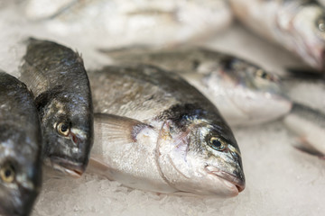 fresh chilled sea fish on ice. Fresh fish from the sea to the market displayed on a thick bed of fresh ice that is not melting to retain its natural flavor and its natural appearance.