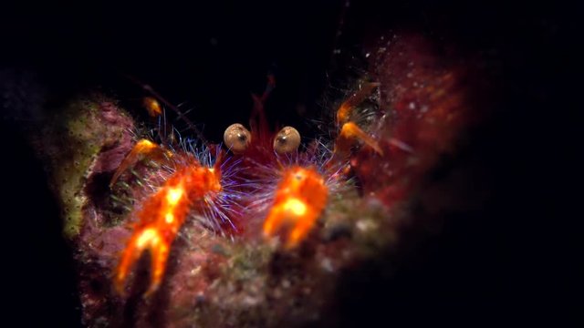 Shrimp and Crab