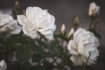 Obraz na płótnie Canvas Beautiful bush flowers, white garden roses in the evening light on a dark background for the calendar