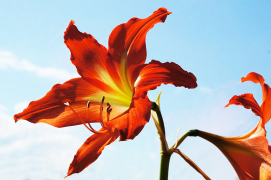 Red with yellow Amaryllis flower on blue sky background