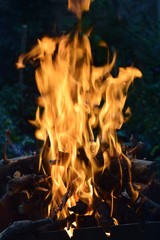 fire wood nature
