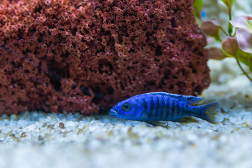 Cichlid or Cichlidae blue tropical fish in aquarium. African Cichlid endemic to Malawi in blue tropical fish Cichlidae family. Colorful blue tropical cichild fish. Close-up blue tropical cichlid fish