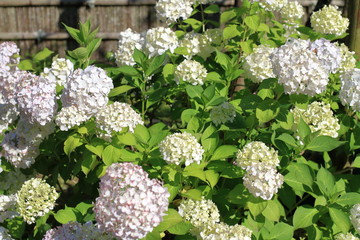 鎌倉のあじさい (白)