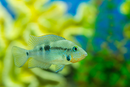 aquarium fish pseudotropheus zebra