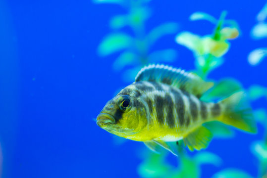 aquarium fish pseudotropheus zebra