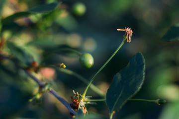 Green fruits of cherry trees, which begin to ripen, hang on a tree branch