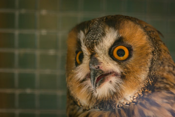 Eurasian eagle-owl or Bubo bubo in cage