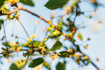 Green fruits of cherry trees, which begin to ripen, hang on a tree branch