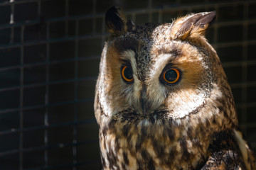 Long-eared owl or Asio otus in cage