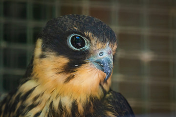 Portrait of Red-footed Falcon female, Falco vespertinus