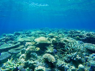 サンゴ礁