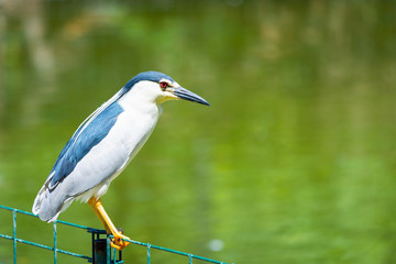 Naklejka premium Black-crowned Night Heron or Nycticorax nycticorax