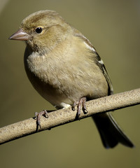 Female Chaffinch