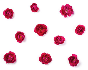 Floral pattern made of pink rose flowers isolated on white background. Flat lay. Top view.