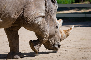 Rhinoceros in a zoo