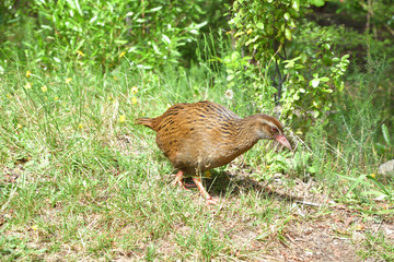 Wekaralle, Weka, Vogel