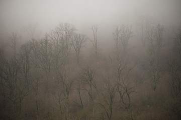 Landscape with beautiful fog in forest on hill or Trail through a mysterious winter forest with autumn leaves on the ground. Road through a winter forest. Magical atmosphere. Azerbaijan