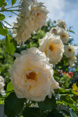 Rose flowers on a bush