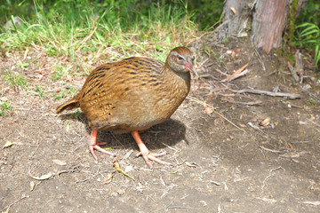 Wekaralle, Weka, Vogel