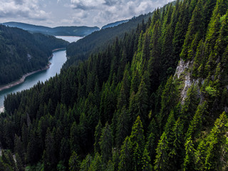 Big forest in Siberia Taiga. Summer forest. taiga siberia russia.  Landscape with forest mountains. Altai, Siberia. High fir on the slopes of the Altai mountains. The harsh Russian landscape. Top view
