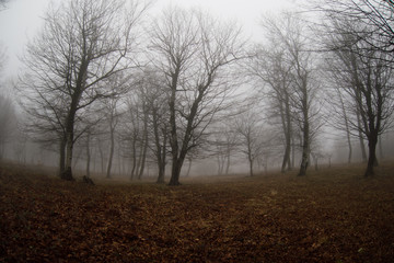 Landscape with beautiful fog in forest on hill or Trail through a mysterious winter forest with autumn leaves on the ground. Road through a winter forest. Magical atmosphere. Azerbaijan