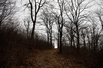 Landscape with beautiful fog in forest on hill or Trail through a mysterious winter forest with autumn leaves on the ground. Road through a winter forest. Magical atmosphere. Azerbaijan