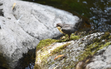 junge Wasseramsel