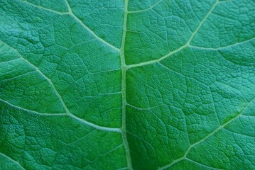 green vegetative texture from a piece of a large leaf