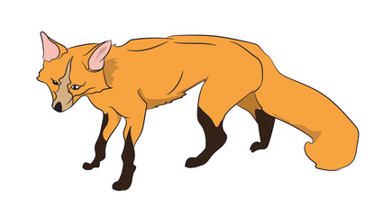 fox stands, vector