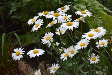 Chamomile garden white flowers