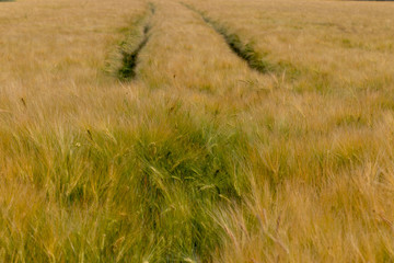 Unripe wheat field with filigree awns with tractor ruts in early summer