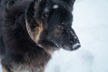 German shepherd with snow in his face
