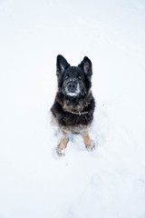 Hangdog look german shepherd sitting in snow waiting for ball to be thrown, shot in a park in Leipzig, Germany