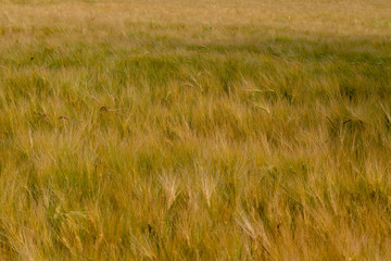 Unripe wheat field with filigree awns in early summer
