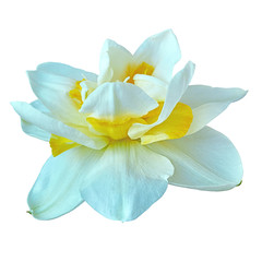Flower white yellow narcissus,  isolated on a white  background. Close-up. Element of design.