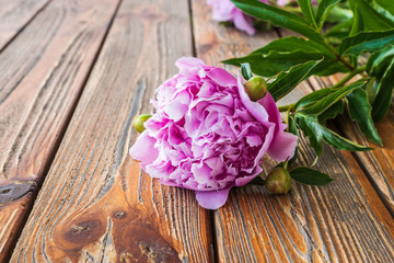 Peonie flowers old wooden background.