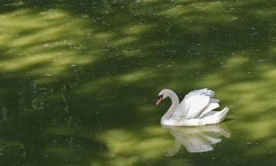 swan white floats in the pond