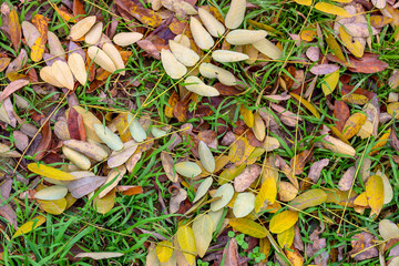 Dry fallen yellow autumn leaves of acacia (Robínia pseudoacácia) on the grass. Abstract background. Macro.
