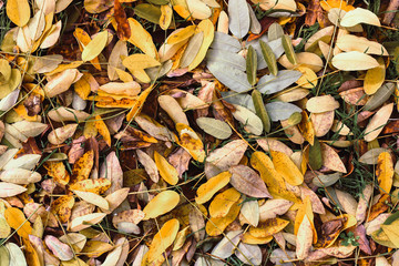 Dry fallen yellow autumn leaves of acacia (Robínia pseudoacácia) on the grass. Abstract background. Macro.