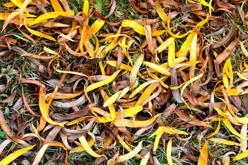 Dry fallen yellow autumn leaves of willow tree on the grass. Abstract background. Macro.