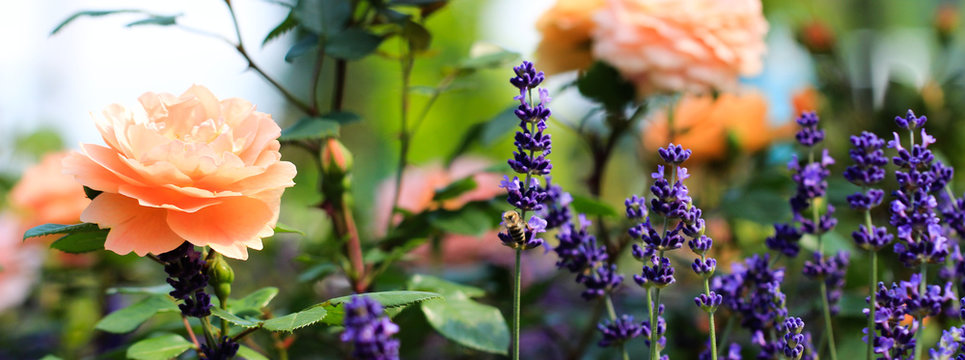 Rosen mit Lavendel