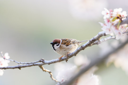 サクラにとまるスズメ(Eurasian Tree Sparrow)
