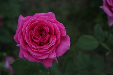Pink rose
