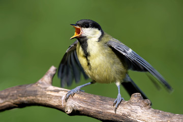 Fototapeta premium Kohlmeise